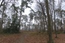 Forêt de la Londe-Rouvray